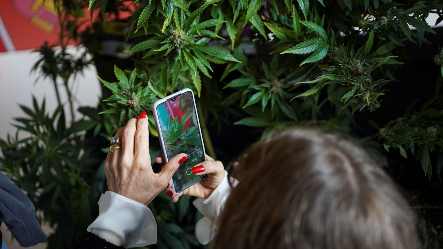 Una visitante de Expo Cannabis en Montevideo (Uruguay) hace una foto de una de las plantas expuestas. (Reuters/Mariana Greif)