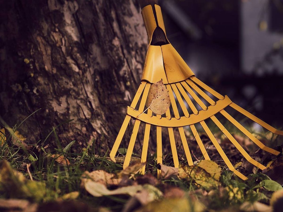 Foto: Retira las hojas, malas hierbas y follaje del jardín con un rastrillo (Foto: Pixabay)