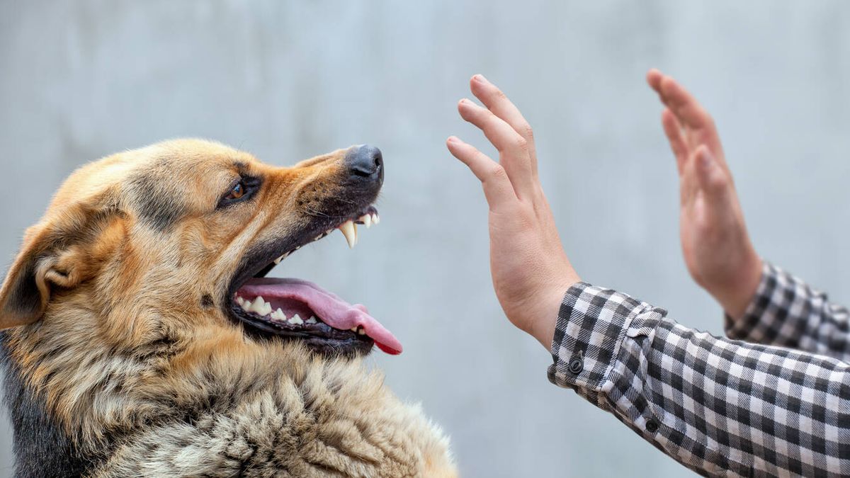 ¿Por qué a algunos perros no les gustan ciertas personas? La ciencia responde