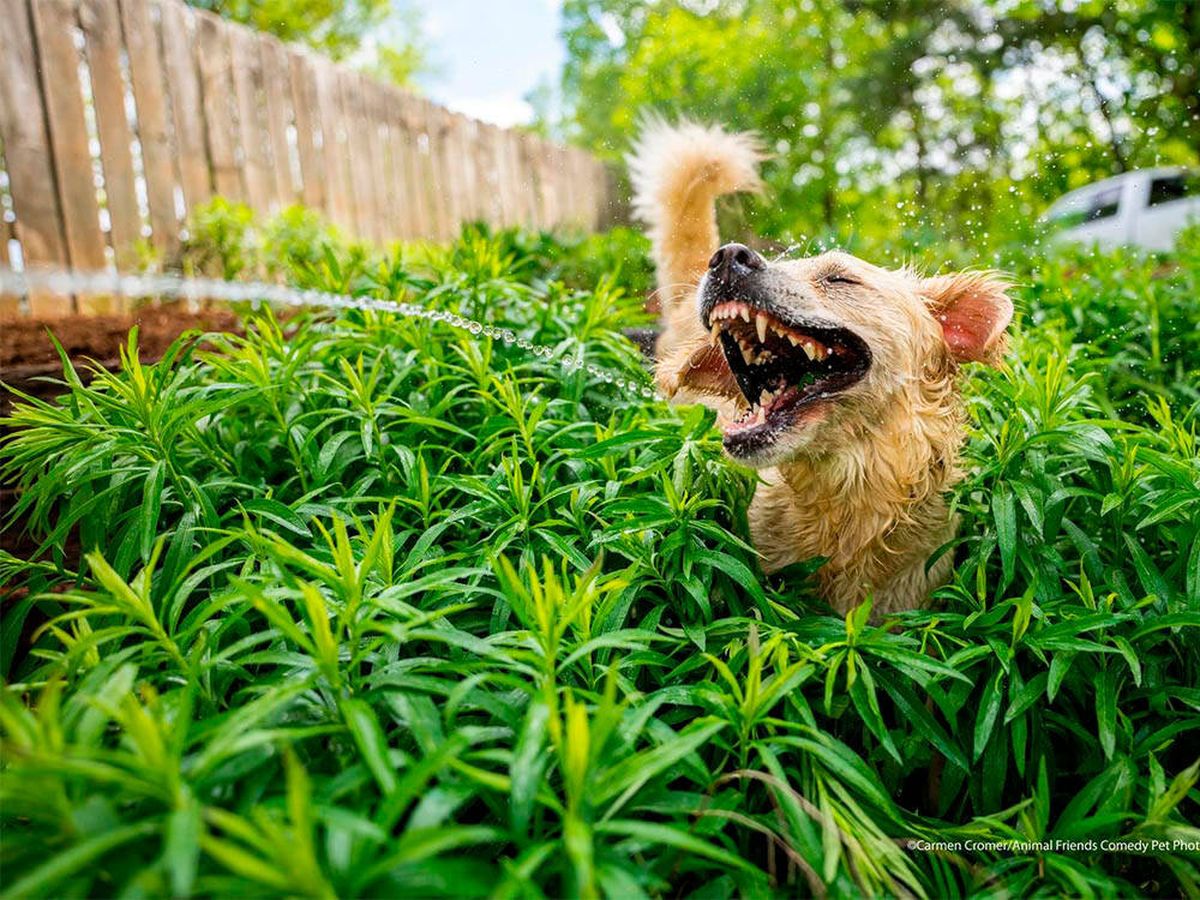 Foto: Las divertidas fotos de mascotas que te alegrarán el día (Carmen Cromer/Animal Friends Comedy Pet Photo Awards)