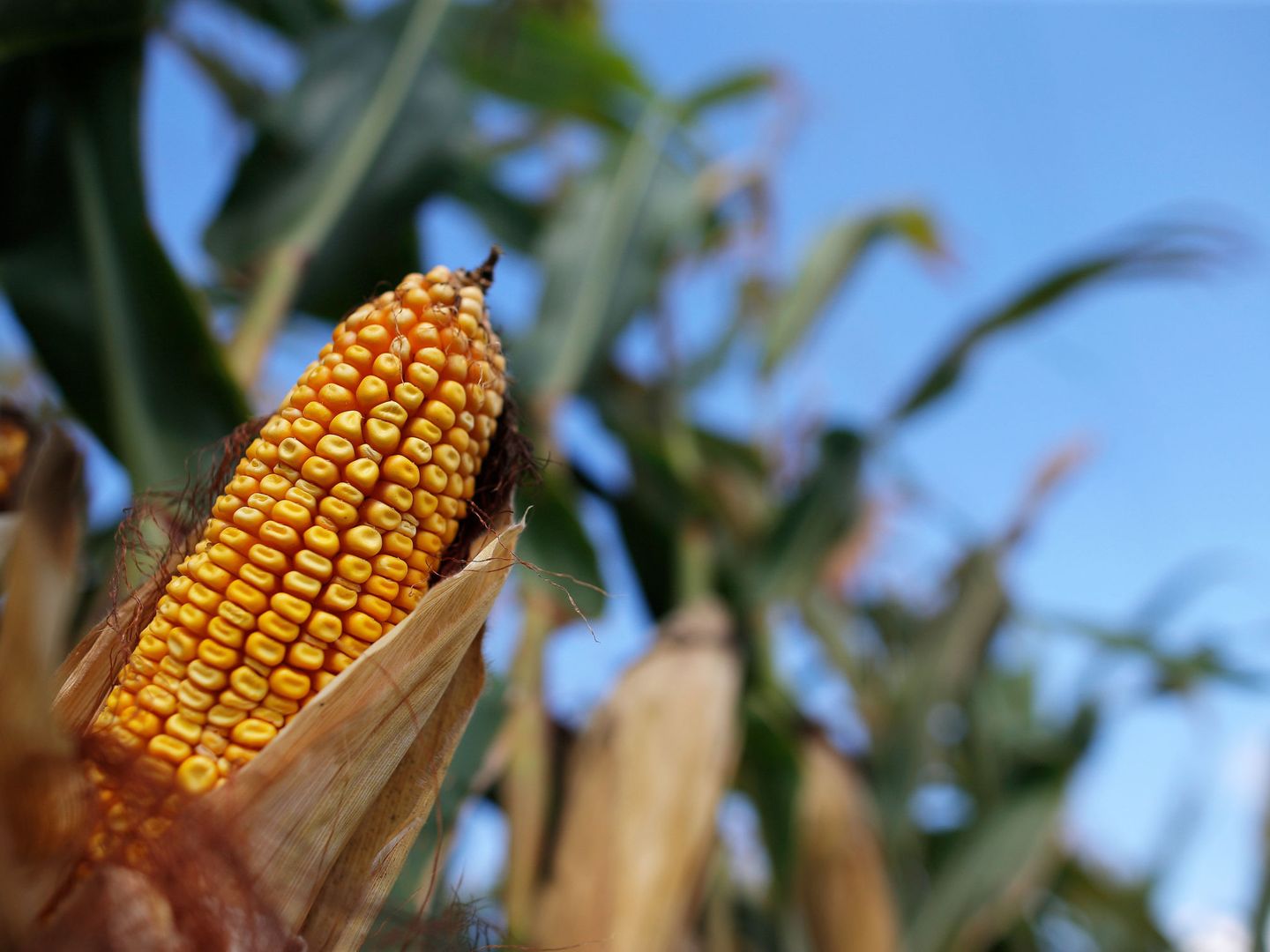 Una mazorca de maíz en una plantación en Indiana, Estados Unidos (Reuters) 