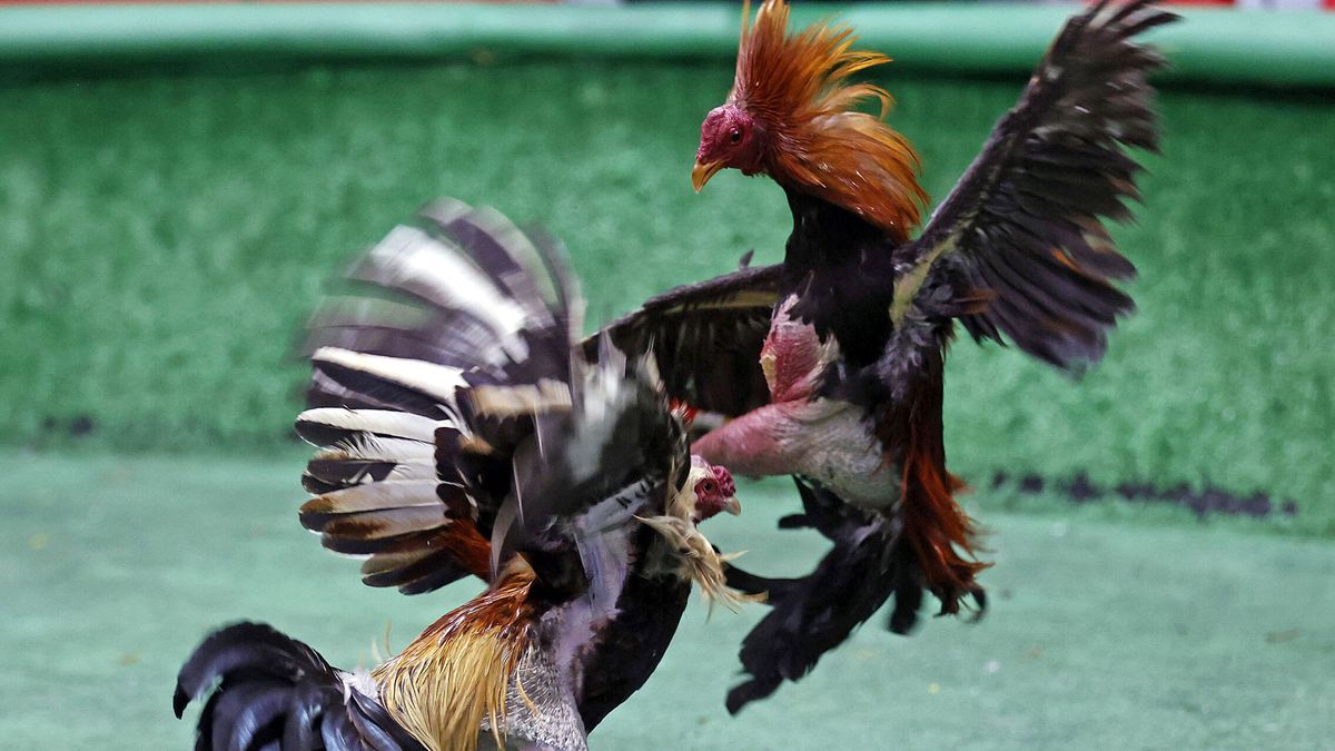 Desmantelan un criadero ilegal de gallos de pelea en una azotea comunitaria en Málaga