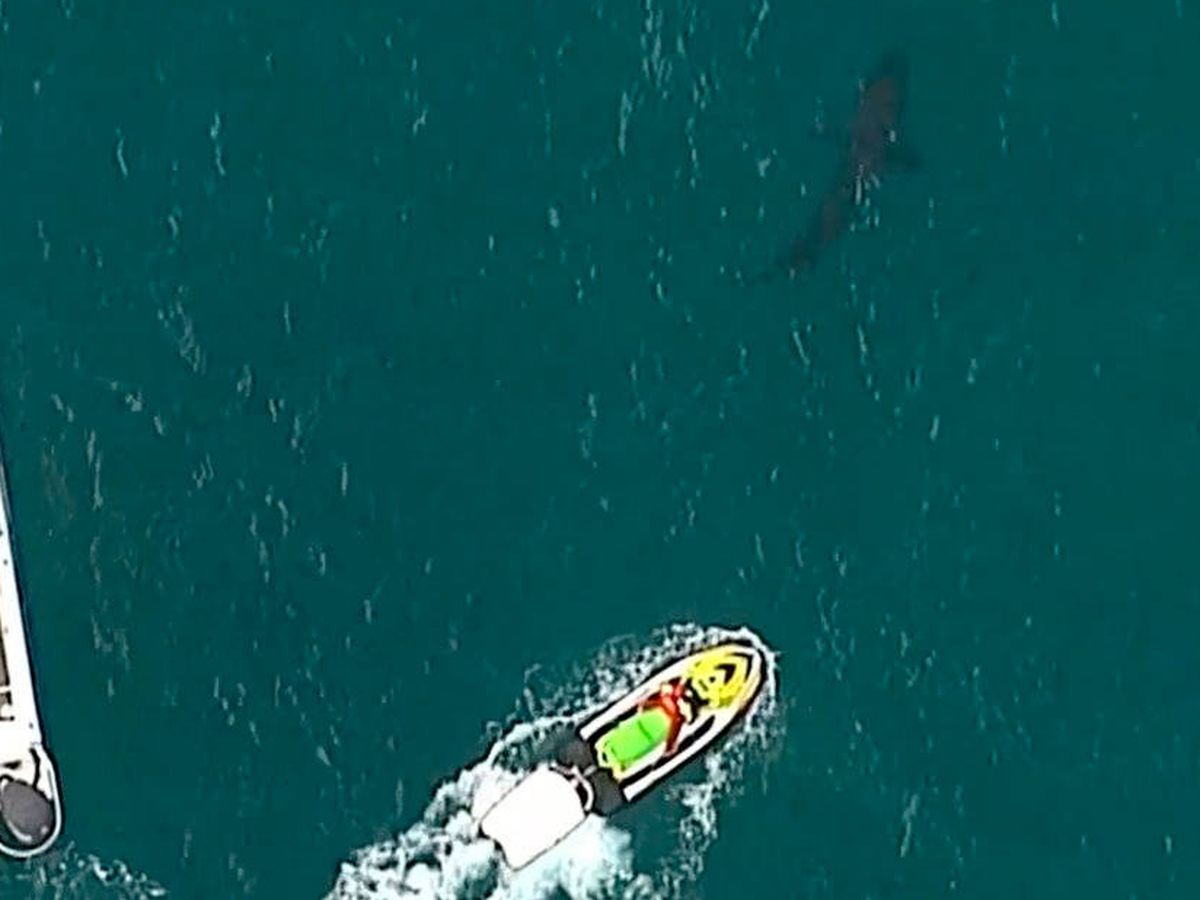 Foto: El tiburón que atacó al surfista fue localizado poco después: medía tres metros (Foto: Twitter) 