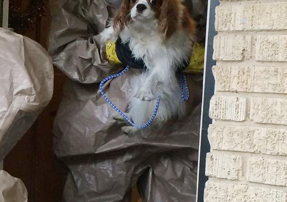 Foto: Una foto tomada por los Servicios Veterinarios de Dallas del perro de la enfermera Nina Pham (Reuters). 