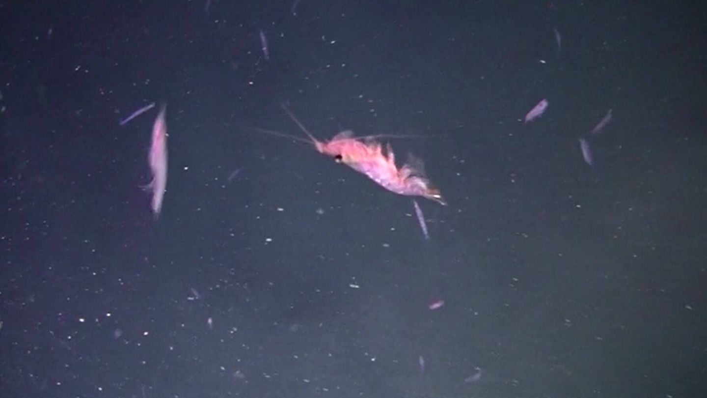 Krill antártico. (Greenpeace)