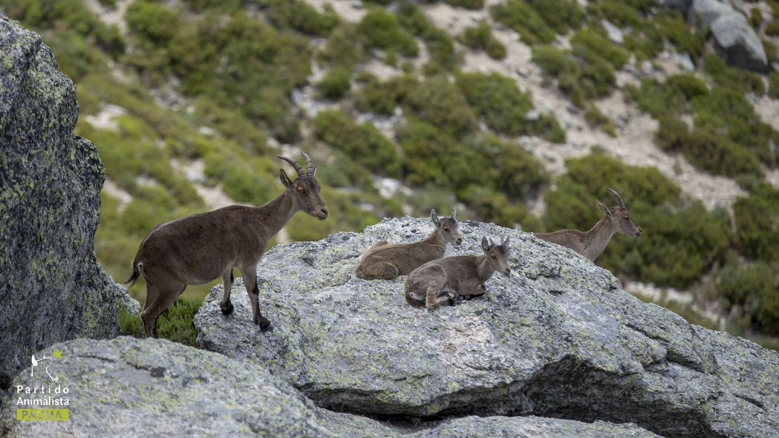 Foto: Varios ejemplares de cabras montesas
