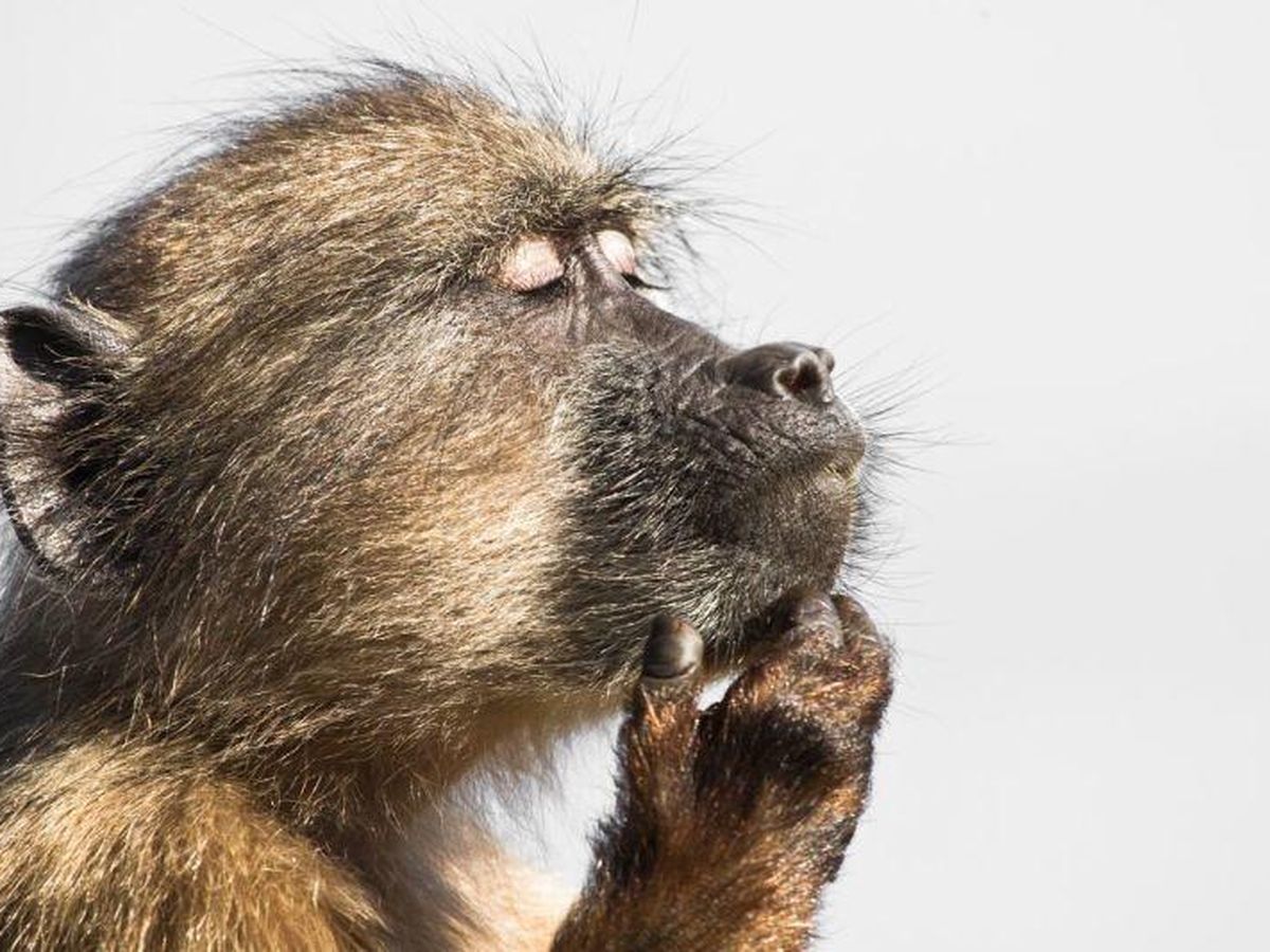 Foto: Un babuino, perdido en sus 'pensamientos'. (David Gaglio, Sudáfrica)
