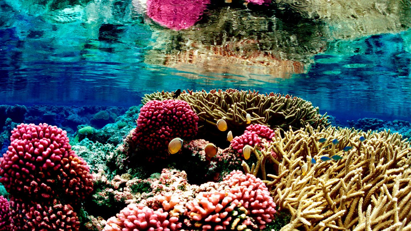 Los ecosistemas marinos acogen una rica biodiversidad. (Reuters)