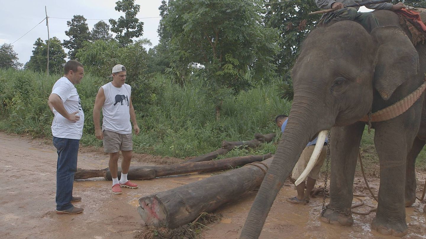 Frank Cuesta con un elefante maltratado en 'Wild Frank, al rescate' (DMAX)
