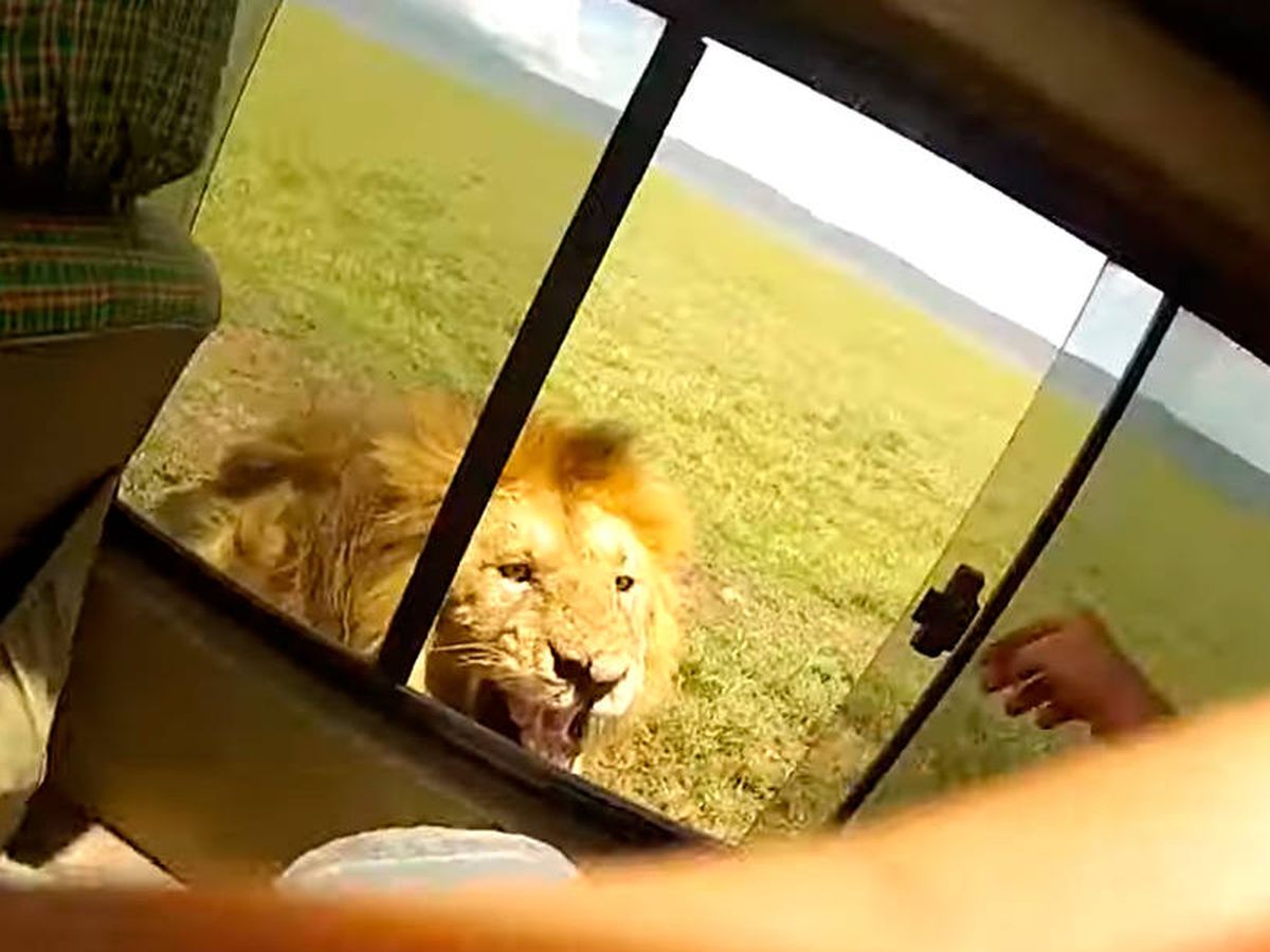 Un turista intenta acariciar a un león y se arrepiente al segundo
