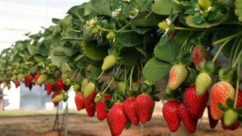 Noticia de No lo sabes, pero el origen de las famosas fresas de Huelva está en unos campos de Segovia