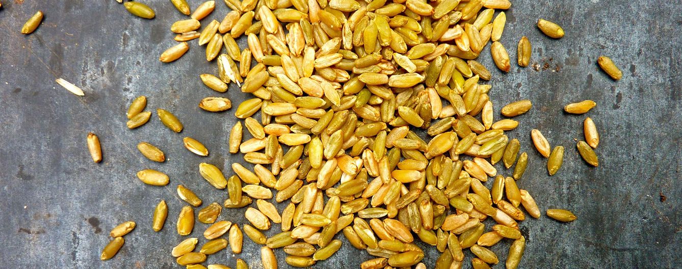 Foto: Este grano de trigo se cosecha antes de su madurez para, posteriormente, tostarlo