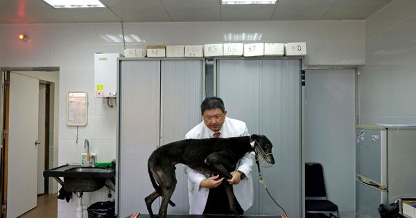 Foto: No poner las vacunas a las mascotas aumenta las posibilidades de sufrir enfermedades (Reuters/Bobby Yip)