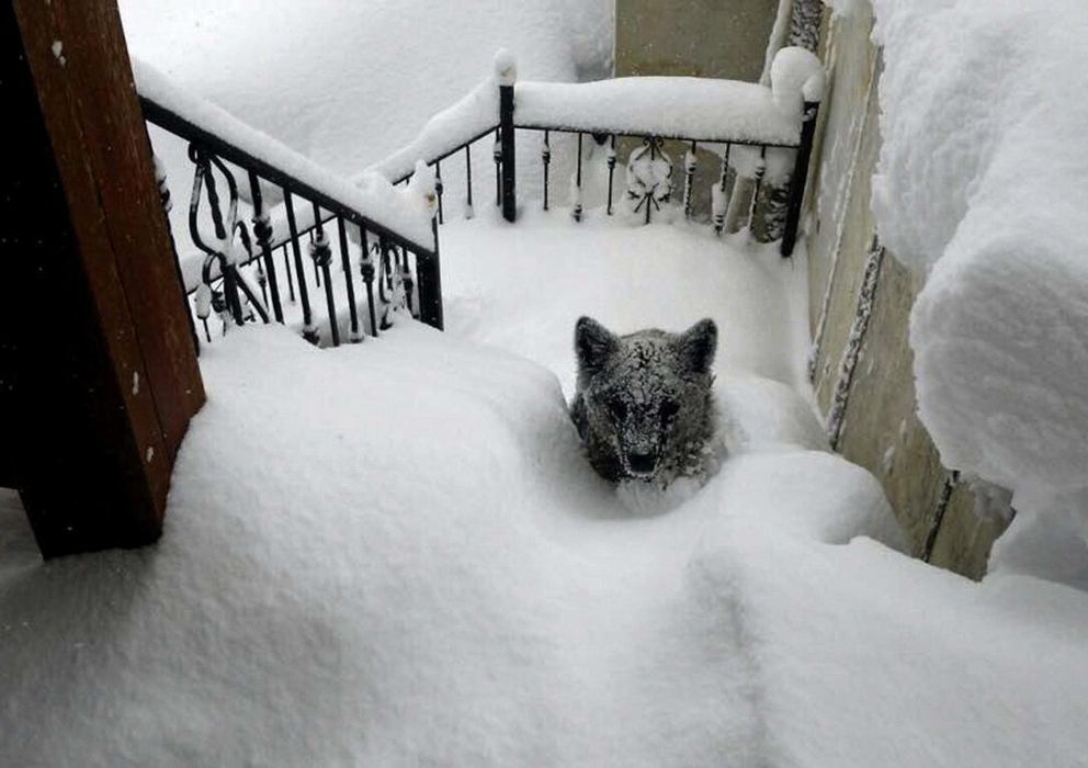 Foto: La nieve lleva a un osezno hasta las puertas de una casa de montaña leonesa (EFE/Óscar Montero)