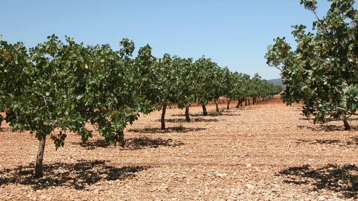 Razones del furor por invertir en pistachos sin obtener beneficios durante ocho años