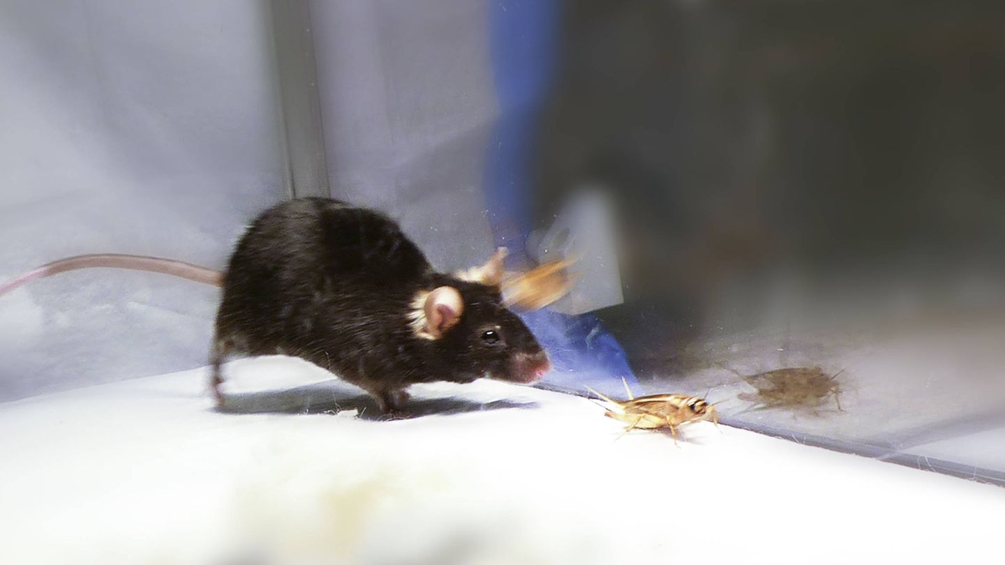 Un ratón de laboratorio persigue a un grillo. (Iván de Araujo)