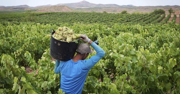 Foto: Una persona trabaja en la vendimia en La Rioja. (EFE)