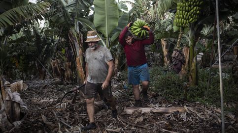 Dentro de una platanera de La Palma: así se intenta salvar la fruta a los pies del volcán