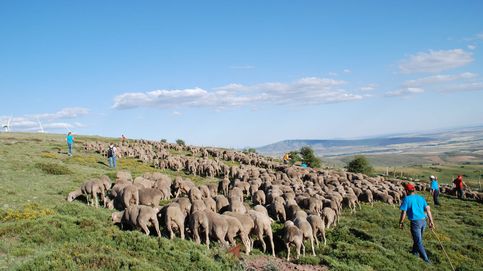 La trashumancia se extingue en España: el grito de los últimos pastores para que los jóvenes la hereden