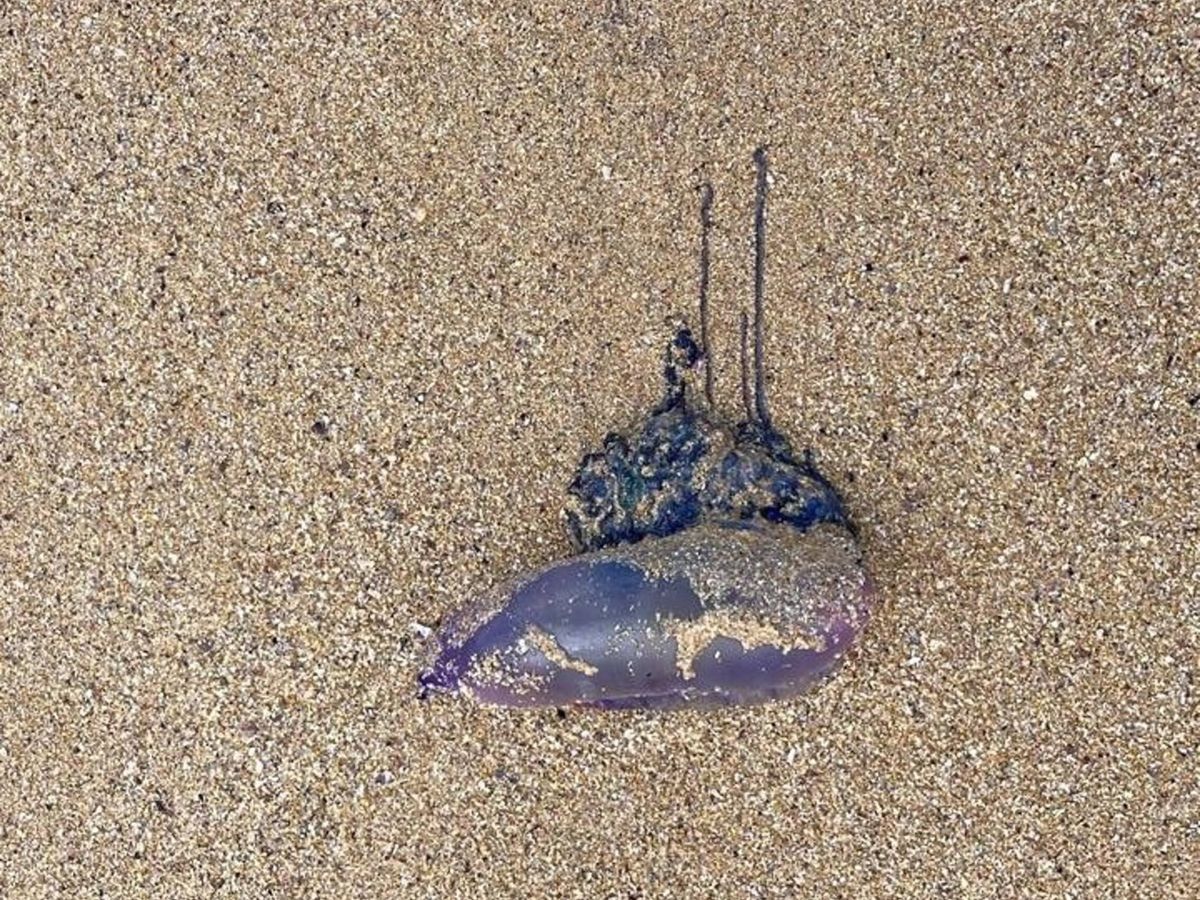 Foto: Ejemplar de medusa velero, en una playa de Ferrol. (Ayuntamiento de Ferrol)