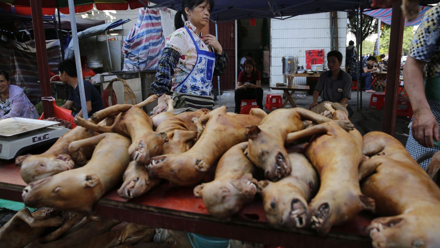Carne de perro en un mercado de la ciudad china de Yulin. (Efe) 