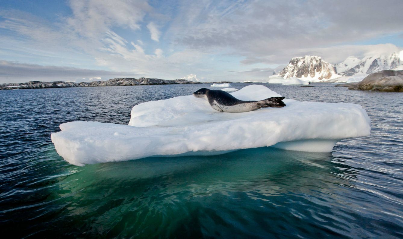 Una foca leopardo descansa sobre un bloque de hielo