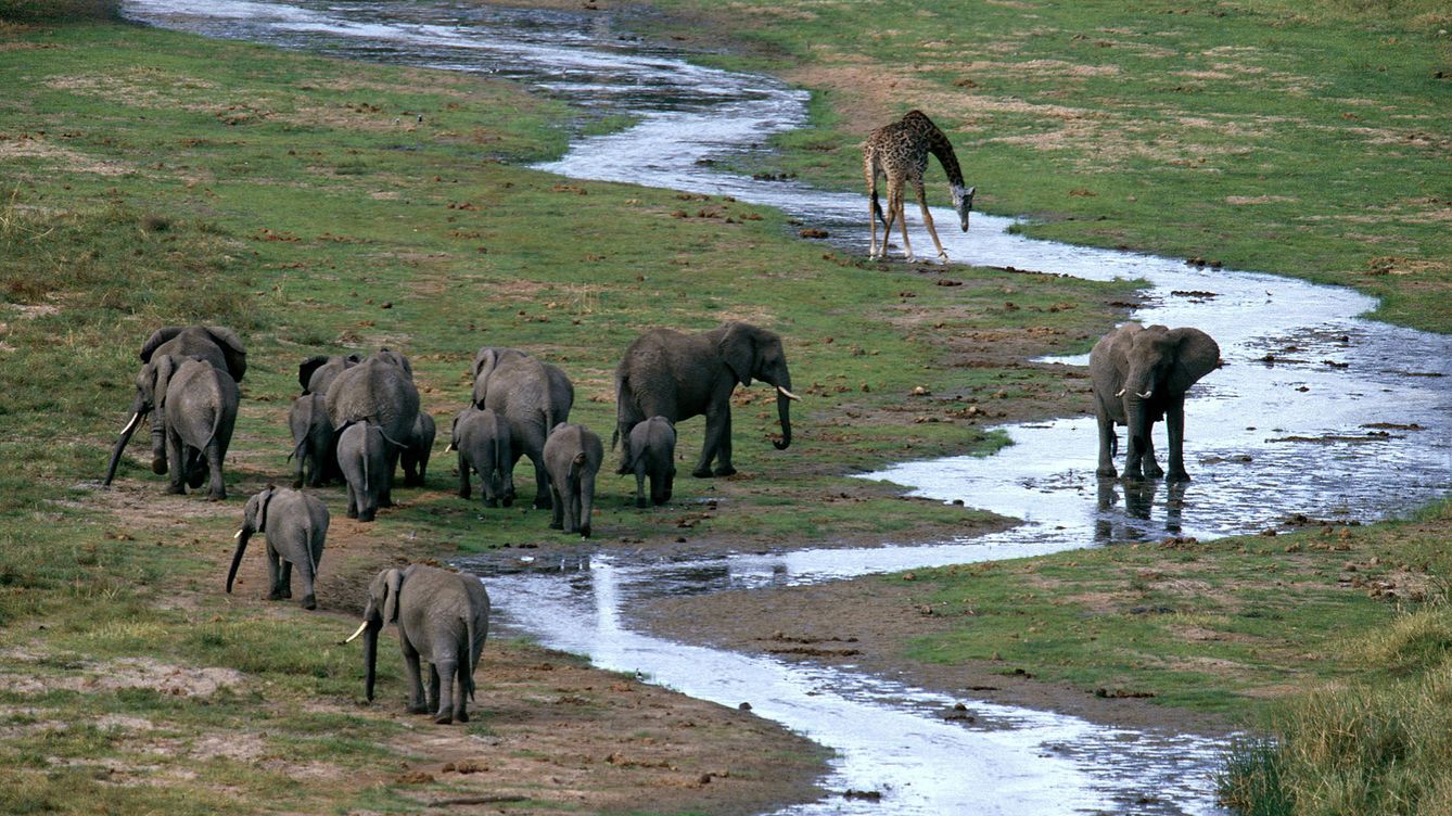 Foto: Una manada de elefantes africanos en el Parque Nacional Tarangire. (Andoni Canela)