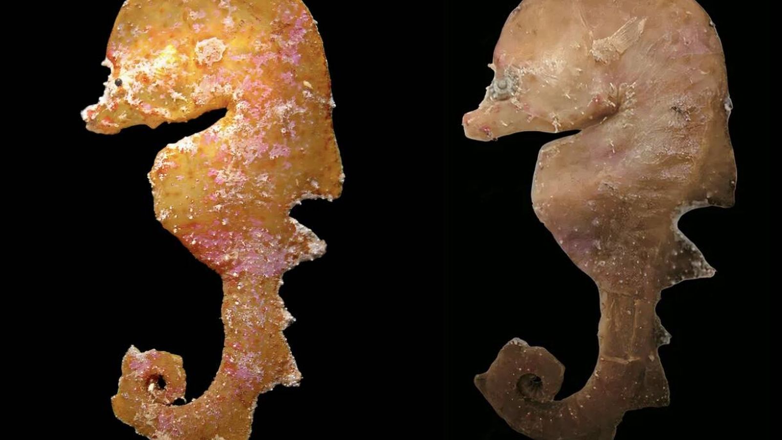 Abren los cajones de un museo y encuentran un nuevo género de la vida del que solo hay 8 ejemplares