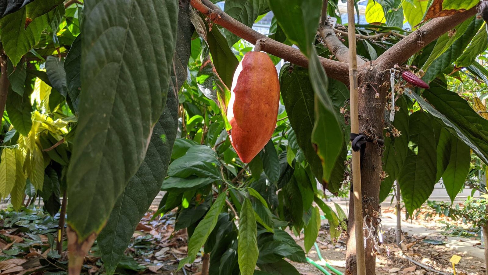 El cacao de La Mayora en 2021. (Antonio Villarreal)