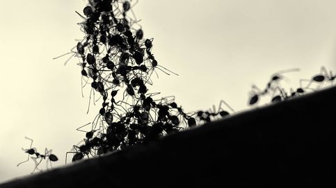 Las hormigas y las neuronas humanas se parecen más de lo que crees, según una nueva investigación
