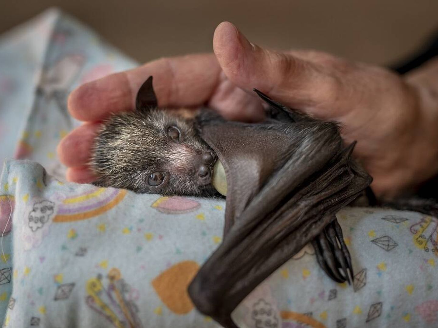 Un murciélago huérfano recibe caricias de su cuidador. (Douglas Gimesy/Wildlife Photographer of the Year)
