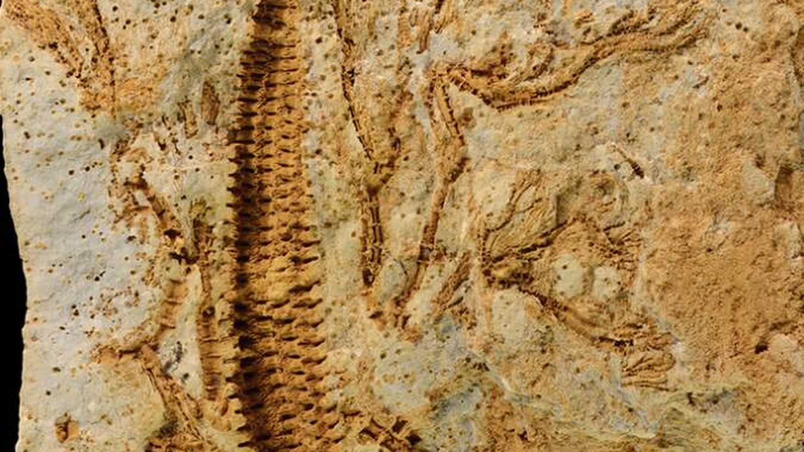 Hallazgo en el valle de Baztan: descubren dos especies fósiles del Devónico de hace 410 millones de años