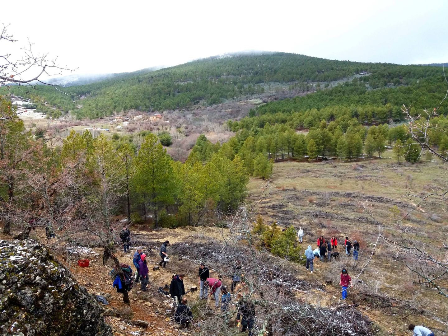 Reforestación en el entorno de Fraguas, monte público protegido por la Junta de Castilla-La Mancha.