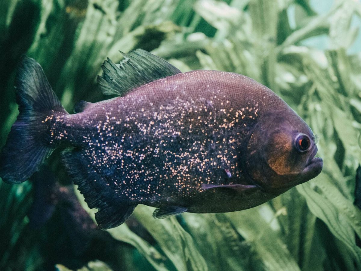 Foto: Esto animales acuáticos han sido los que "desfiguraron su rostro y parte del cuerpo" (Unsplash)