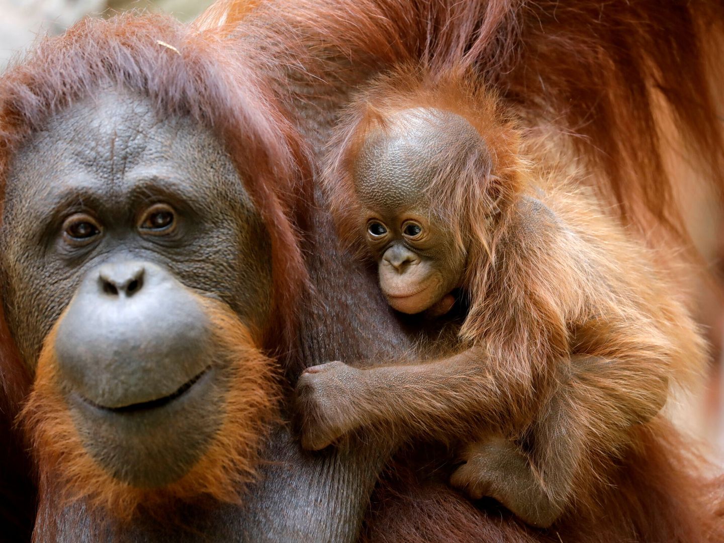 El aceite de palma no sostenible es uno de los responsables de que los orangutanes estén en peligro de extinción. Foto: Reuters