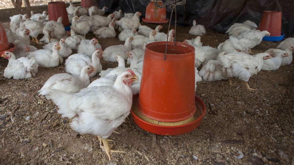 El laboratorio que gestó a la oveja Dolly crea pollos resistentes a la gripe aviar