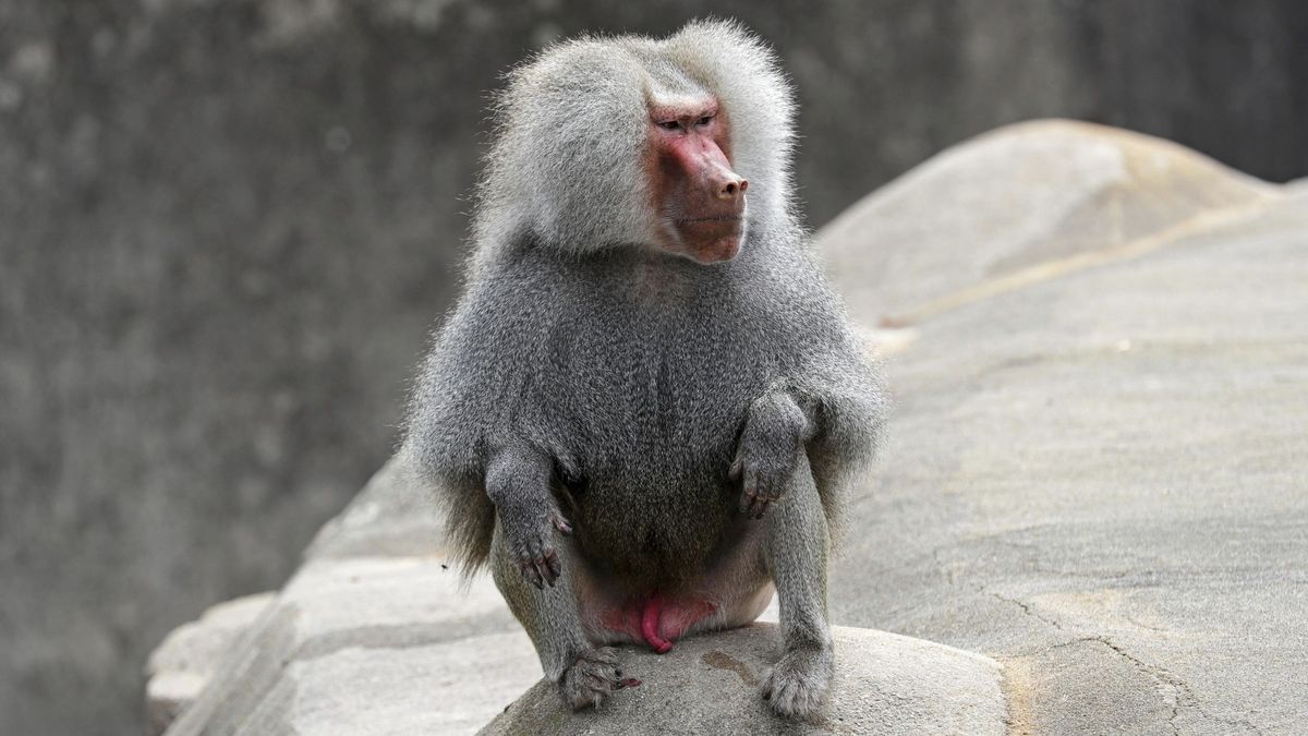 Un estudio explica por qué la homosexualidad en los mamíferos tiene una utilidad evolutiva