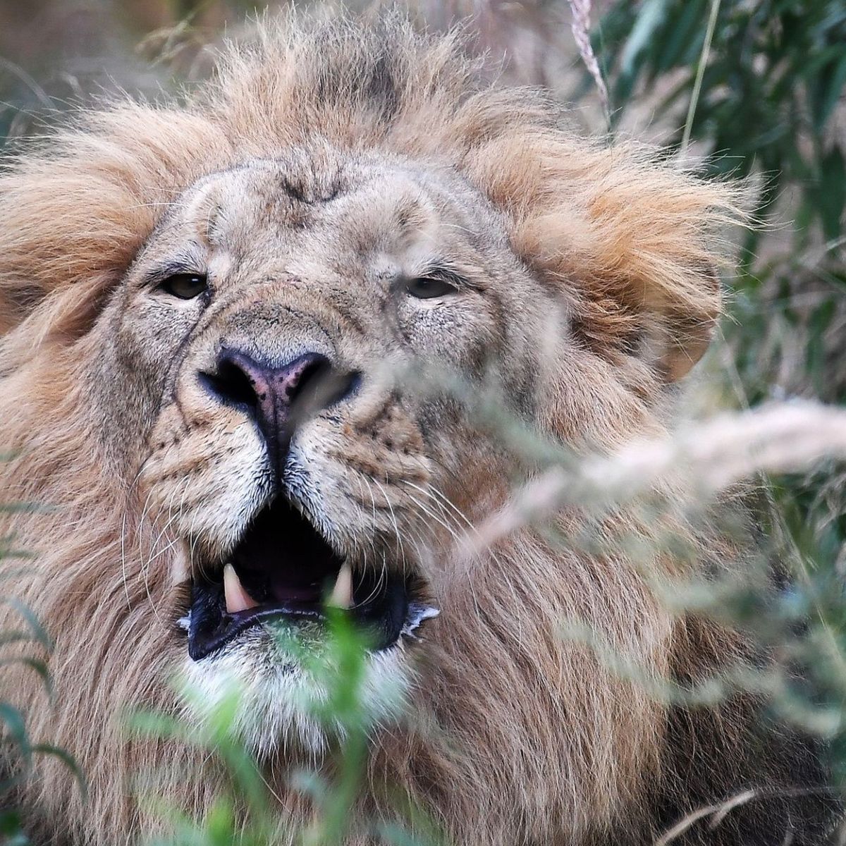 'Ofertas' 2 x 1: paga un león y caza gratis a una leona, lo último en  maltrato animal