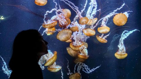 De la carabela portuguesa a la 'olindias phosphorica': guía para distinguir medusas
