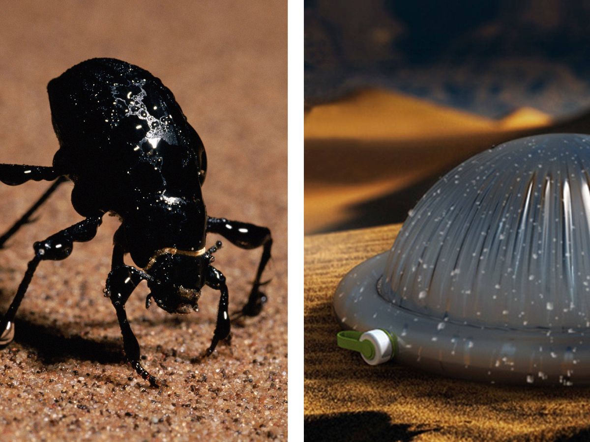 Foto: El sistema de recogida de agua del escarabajo de Namibia