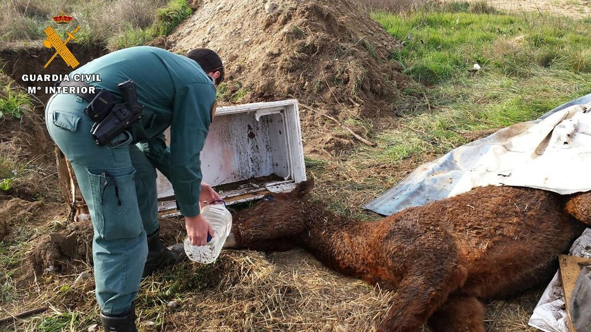 Investigan a tres ganaderos tras la muerte de 14 vacas y caballos totalmente desnutridos