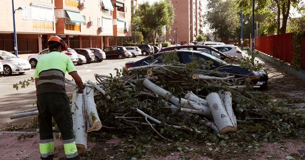 Foto: Árbol caido por la tormenta de ayer en Leganés (EFE)