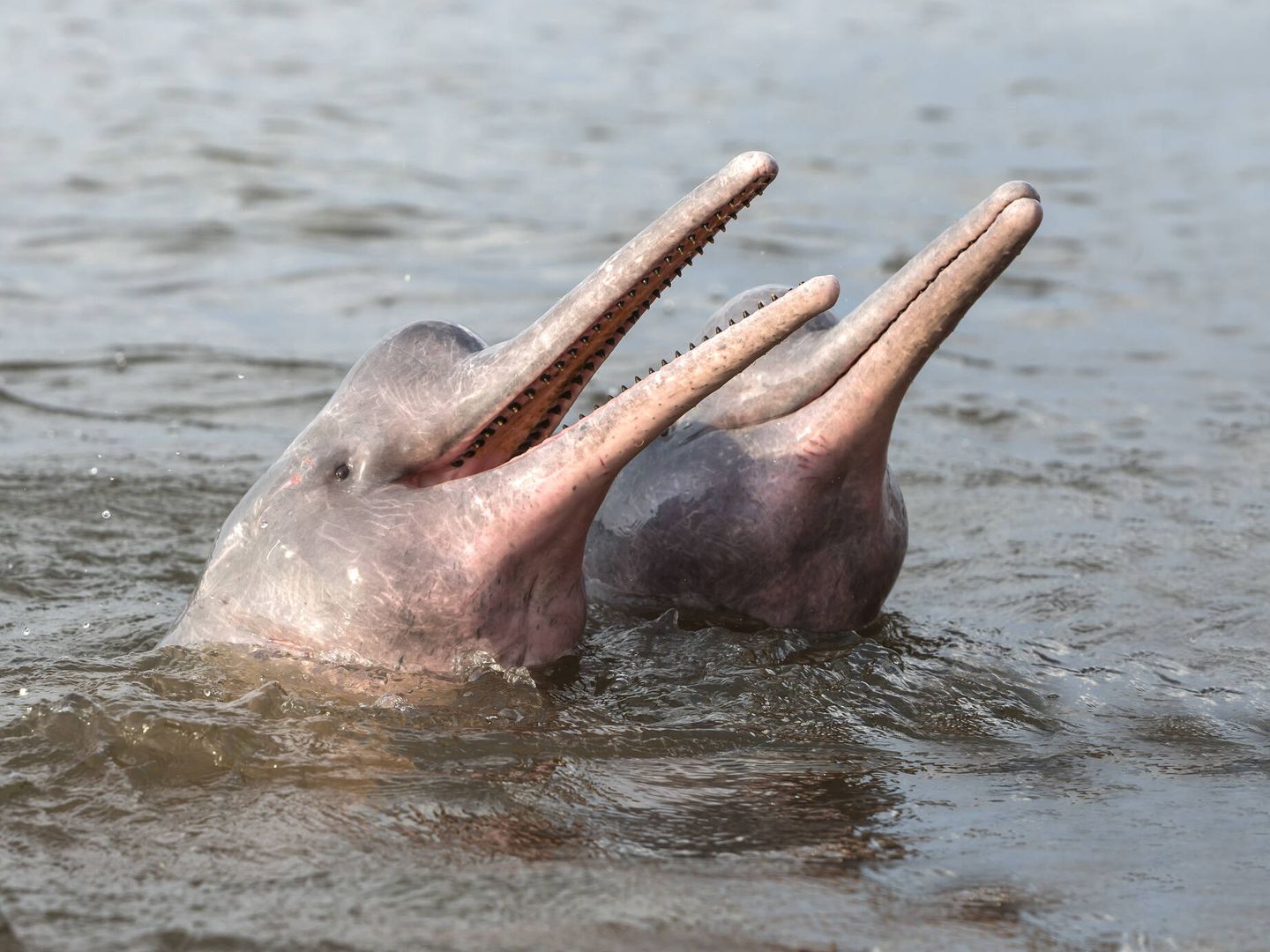 Delfín rosado. (iStock)