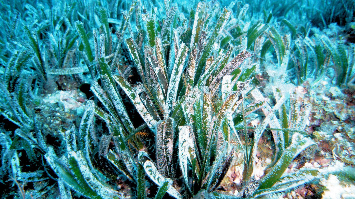 La Posidonia oceánica es capaz de absorber parte del CO2 que emiten los países del Mediterráneo. 