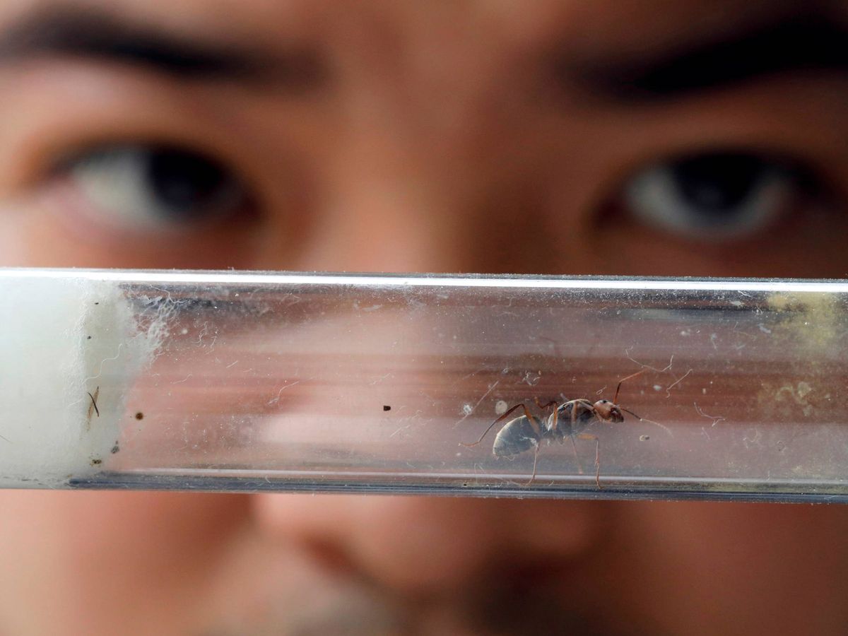 Foto: Un ejemplar de hormiga reina. Foto: Reuters