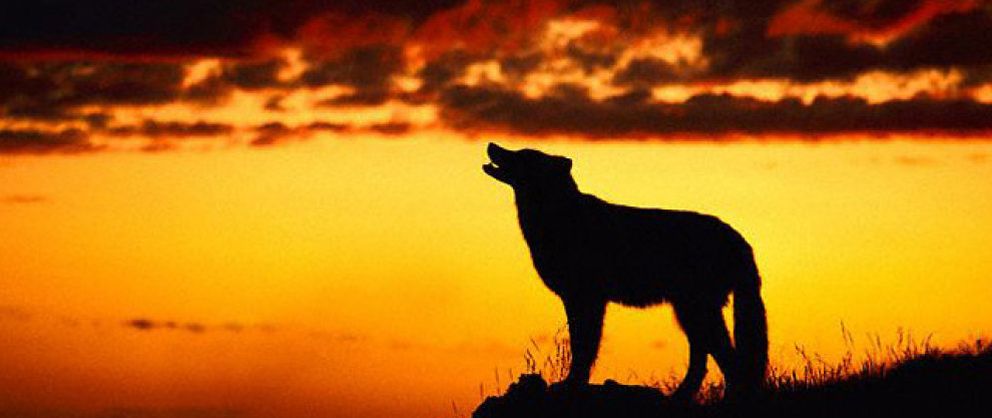Foto: Quién teme al lobo feroz