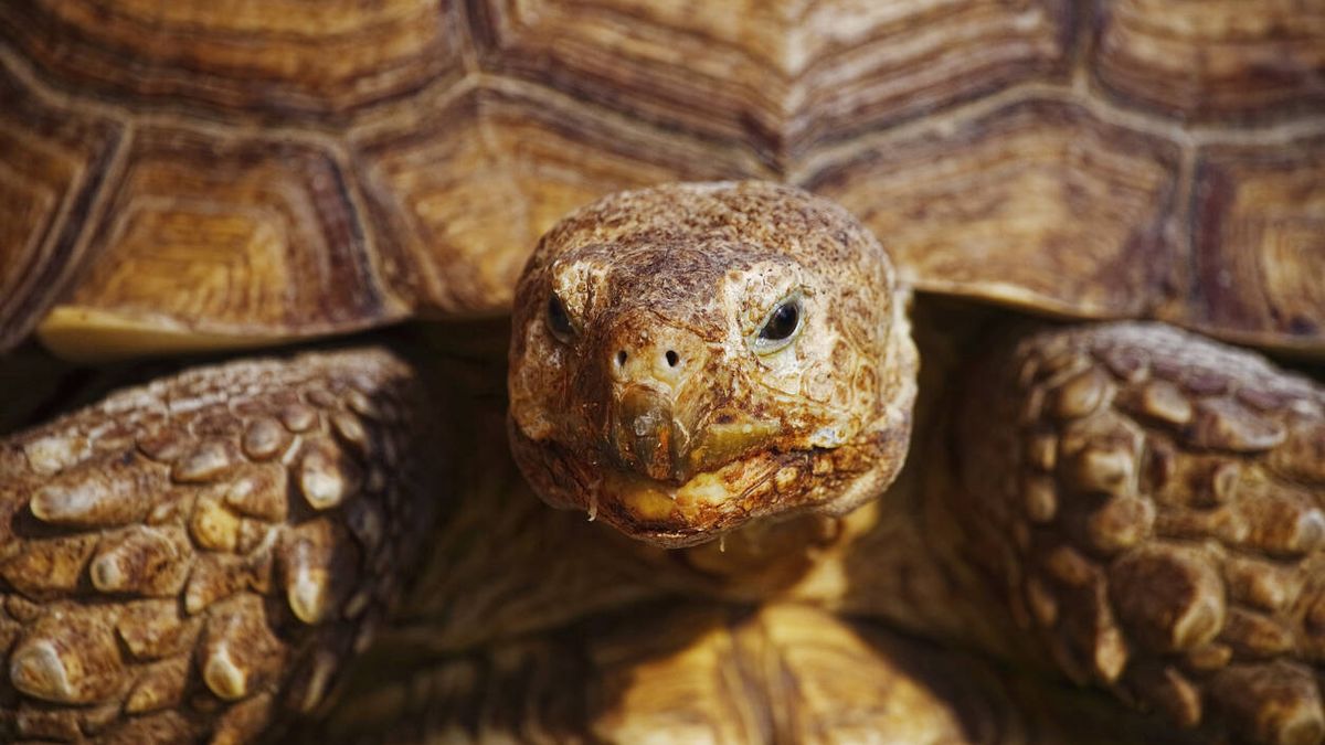 ¿Cómo consiguen las tortugas vivir tantos años? No se trata de magia