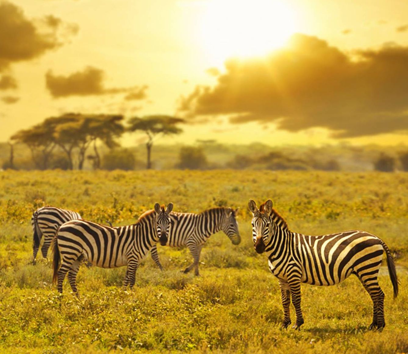 Cebras en la sabana de Kenia.