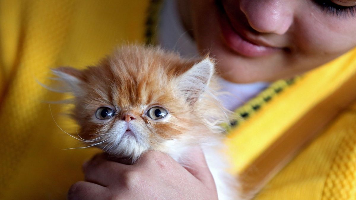 Ver vídeos de gatitos reduce el estrés y la ansiedad