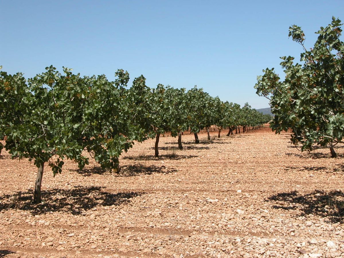 Foto: Una extensión de pistacheros en La Mancha. (J.F. Couceiro)